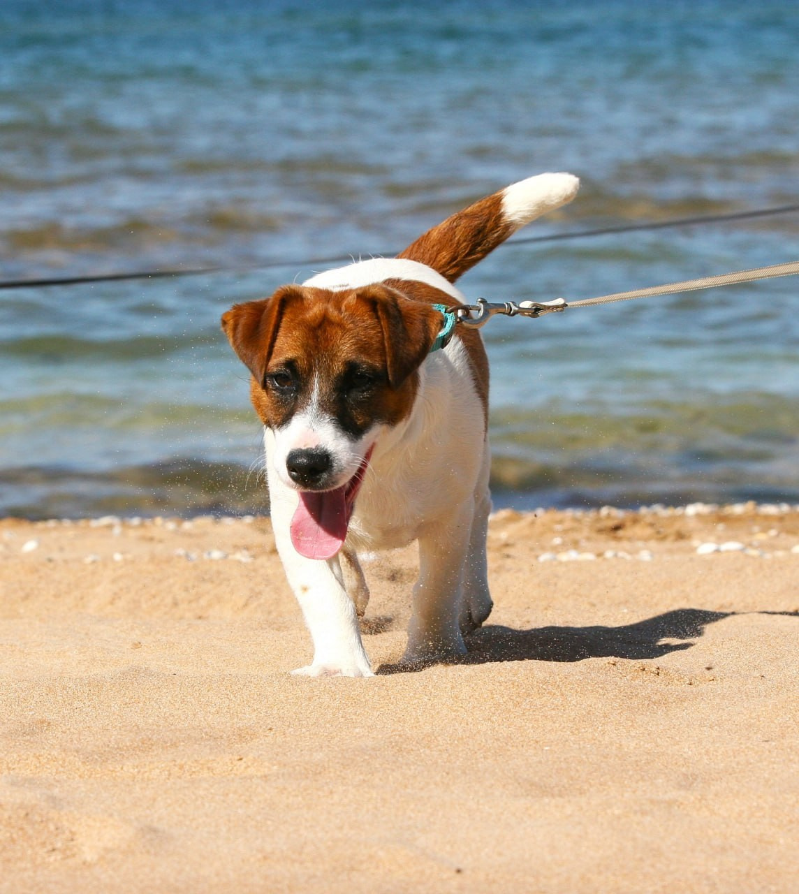 ADM'S DOGS GATSBY FOR LOVELY ORANGE. Lovely-Orange питомник джек рассел терьеров