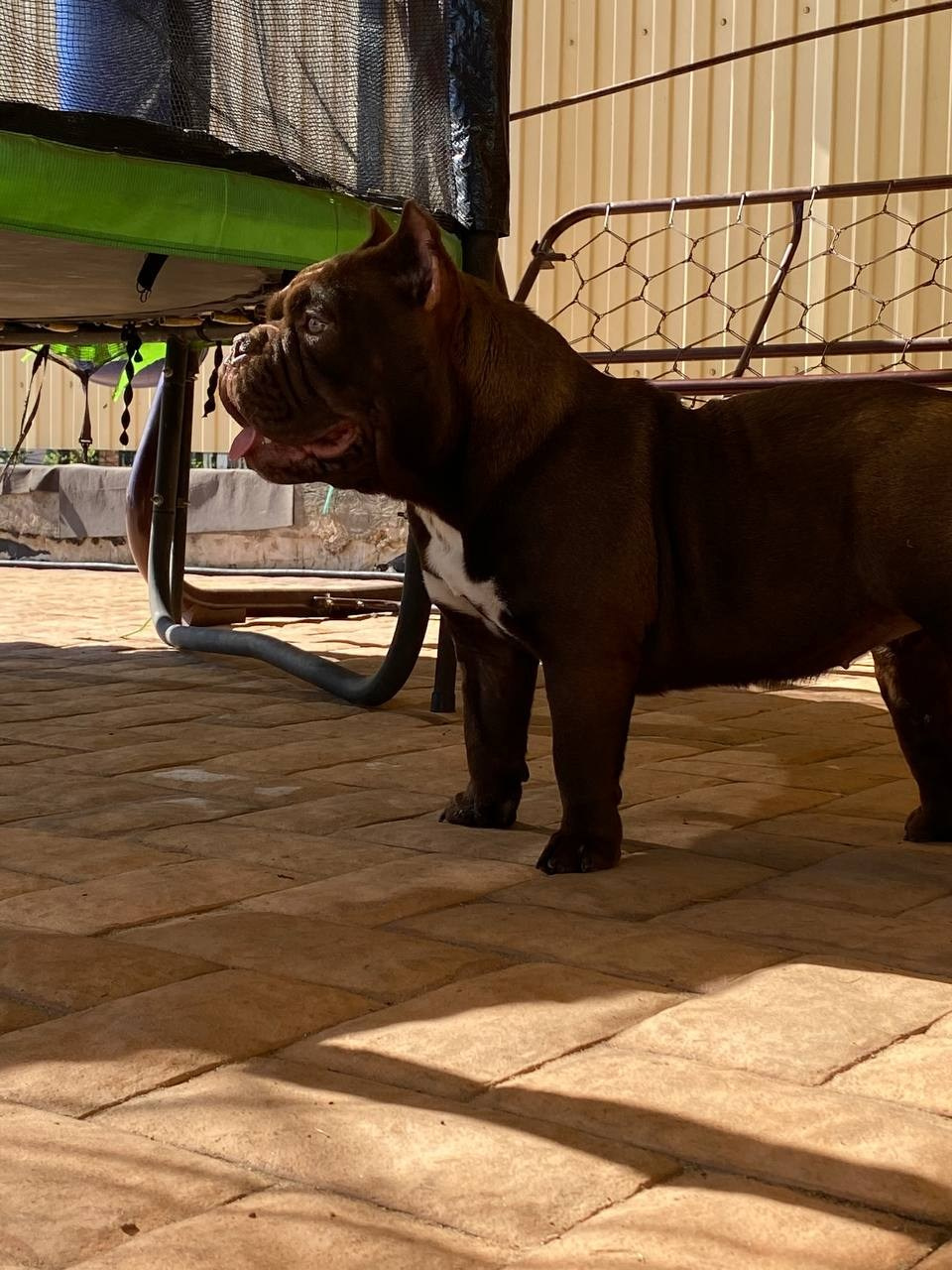 Познакомьтесь с Американским Булли в Иркутске. Питомник собак Иркутск