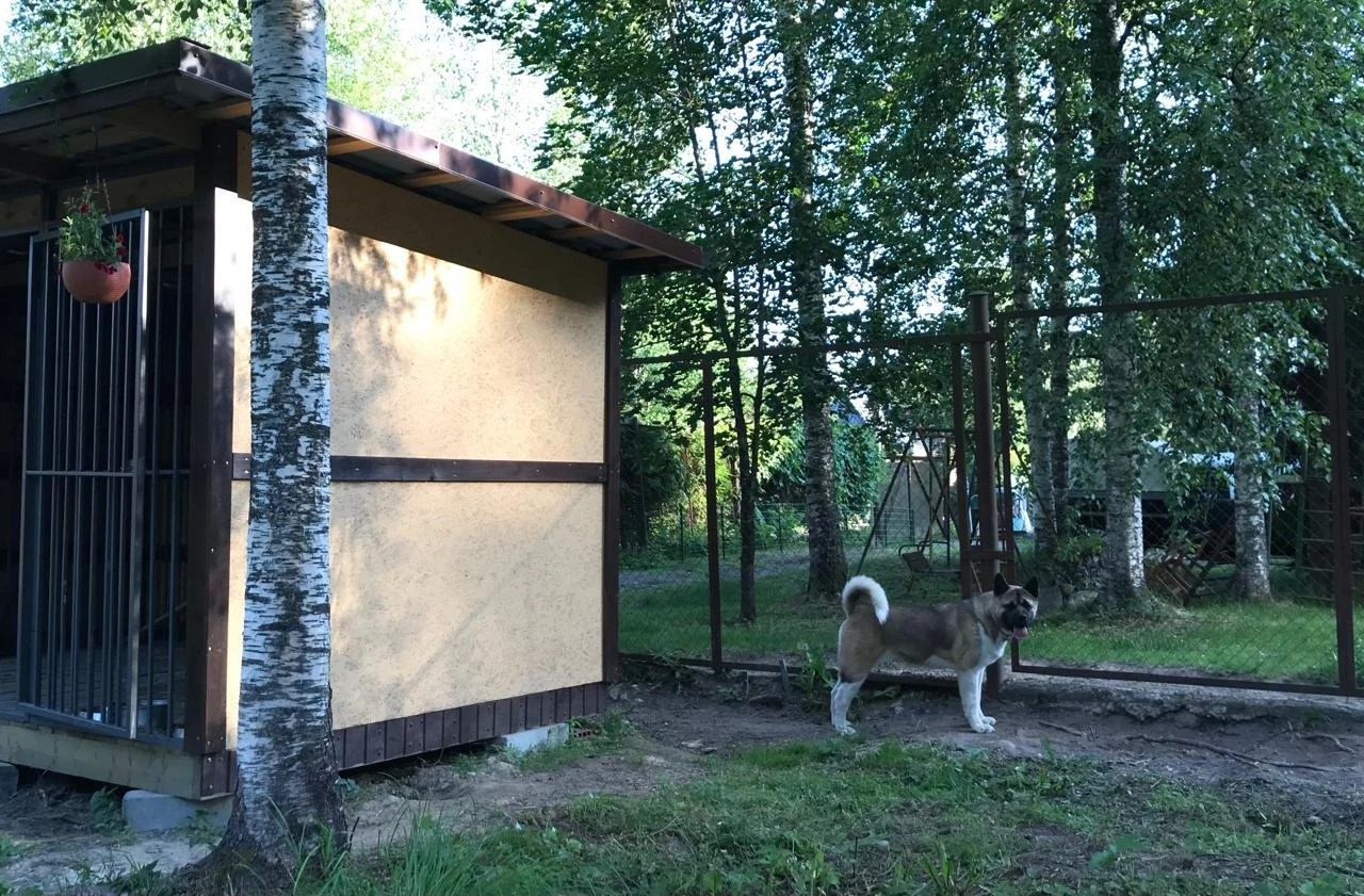 Американская акита Rubylight Sweet dream (RUBYLIGHT BIYA & Dilinze's Hause Orion)