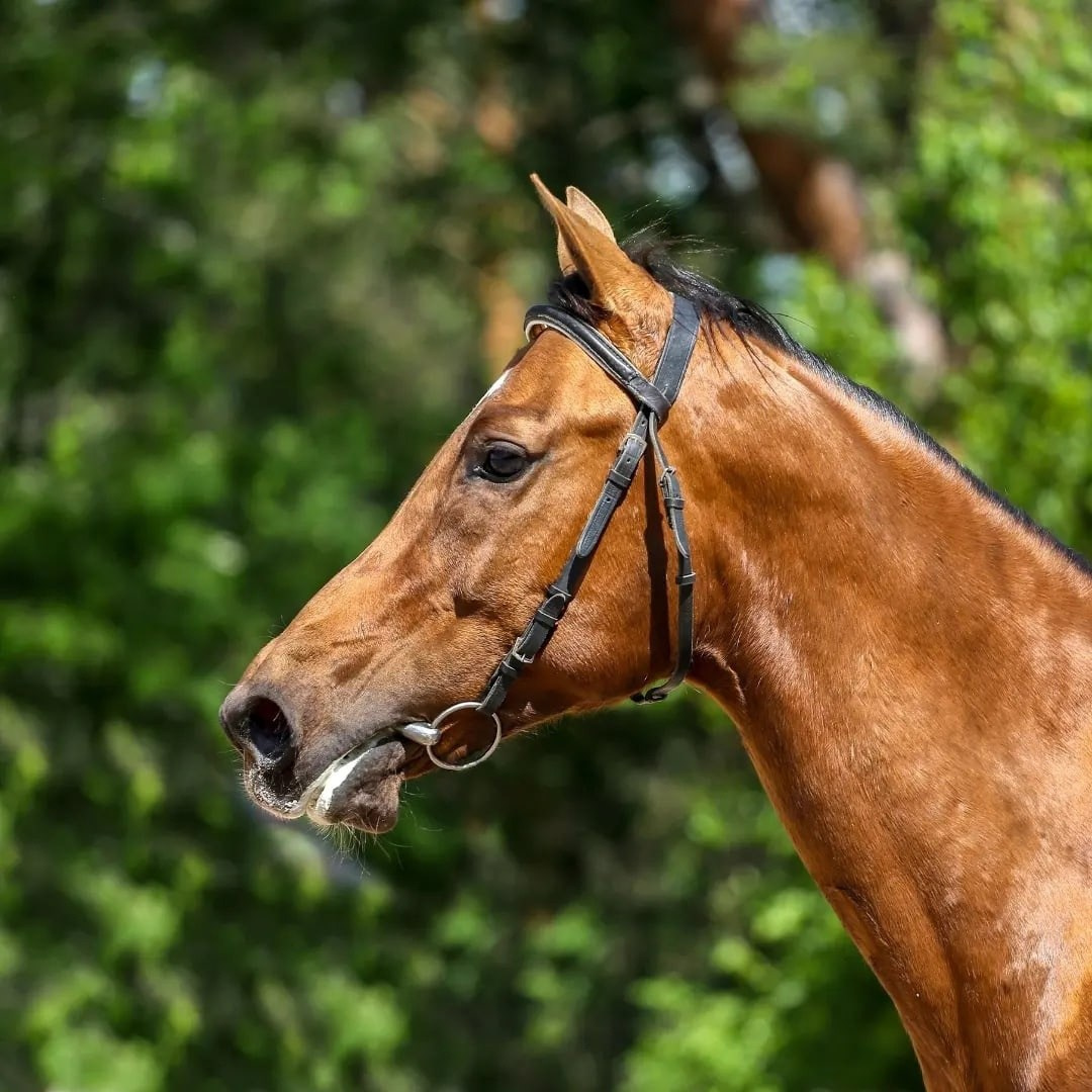 Лошади. Irenephoto.ru