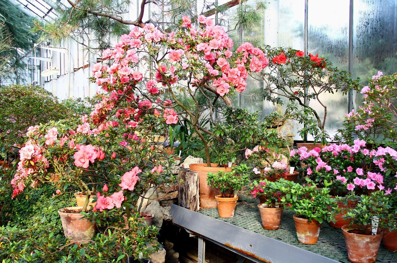 Зелёные локации для фотосъёмок в Санкт-Петербурге