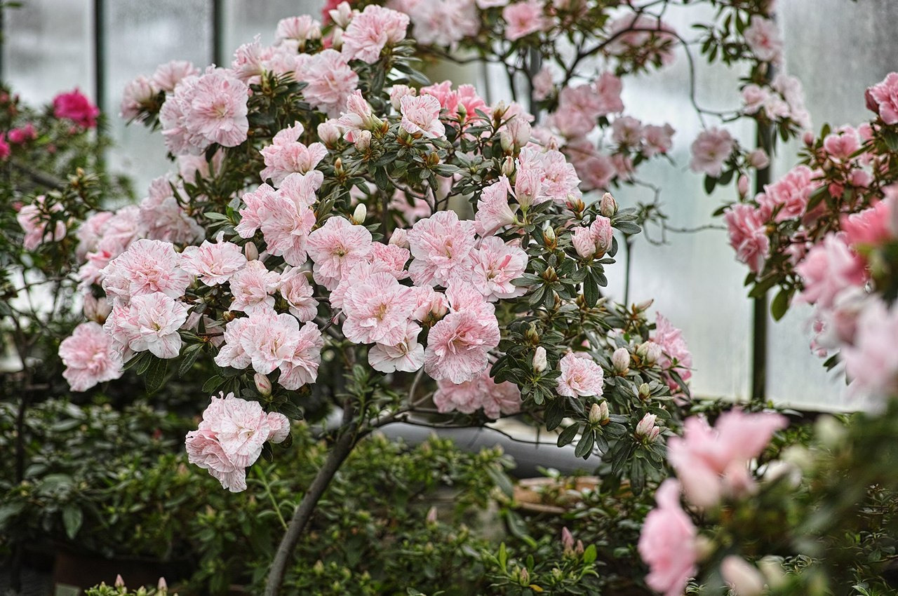 Зелёные локации для фотосъёмок в Санкт-Петербурге