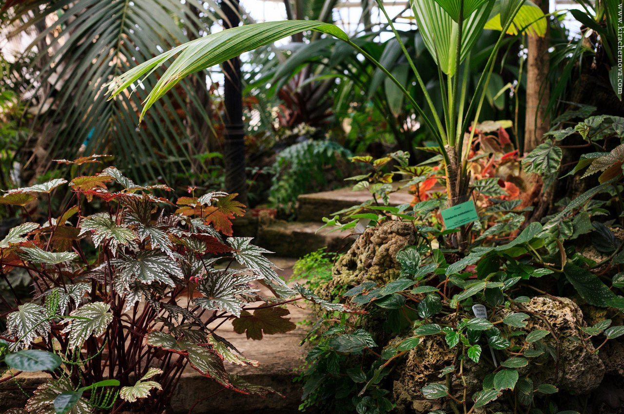 Зелёные локации для фотосъёмок в Санкт-Петербурге