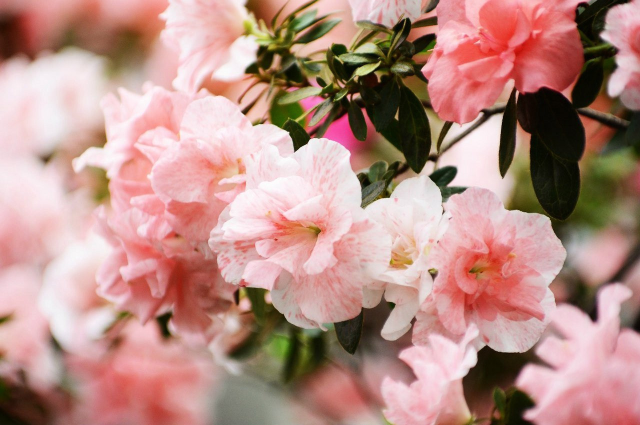 Зелёные локации для фотосъёмок в Санкт-Петербурге