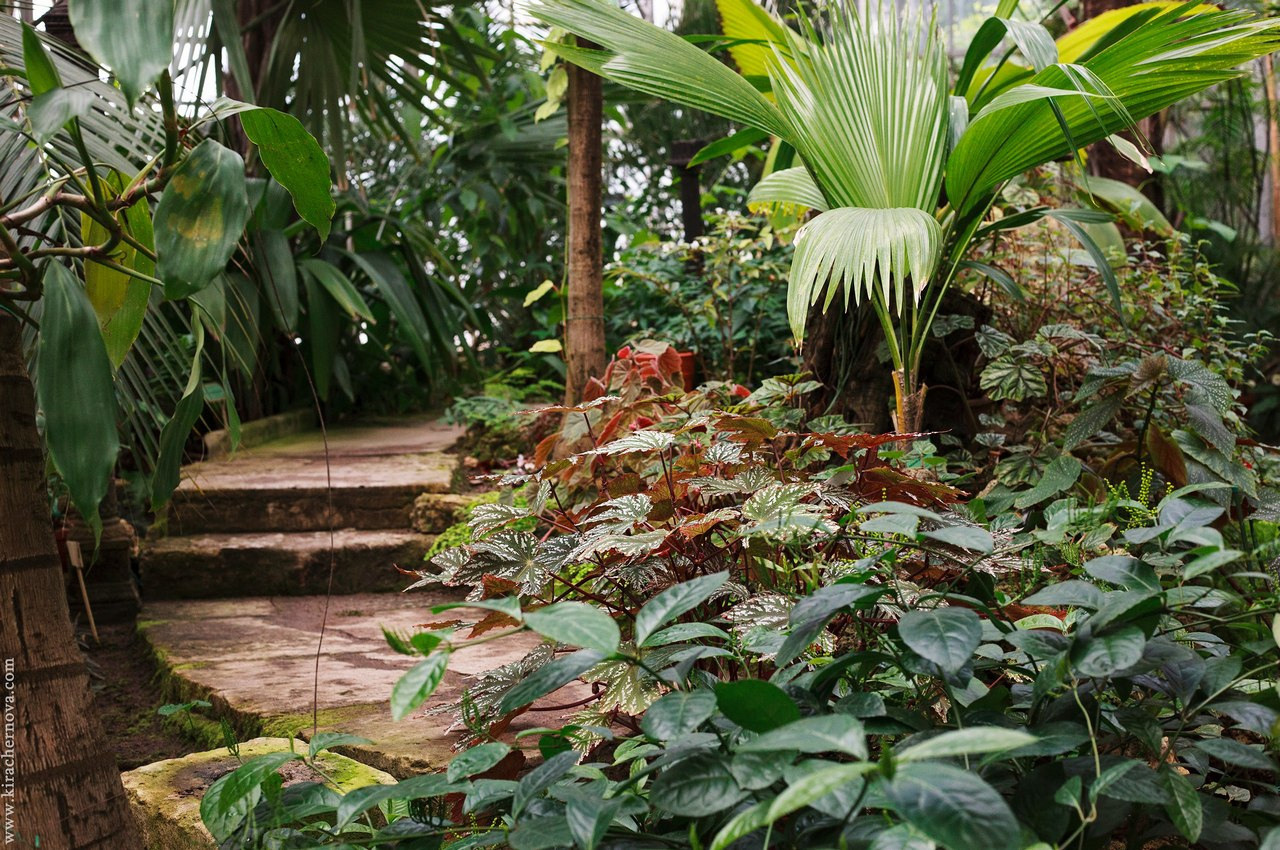 Зелёные локации для фотосъёмок в Санкт-Петербурге