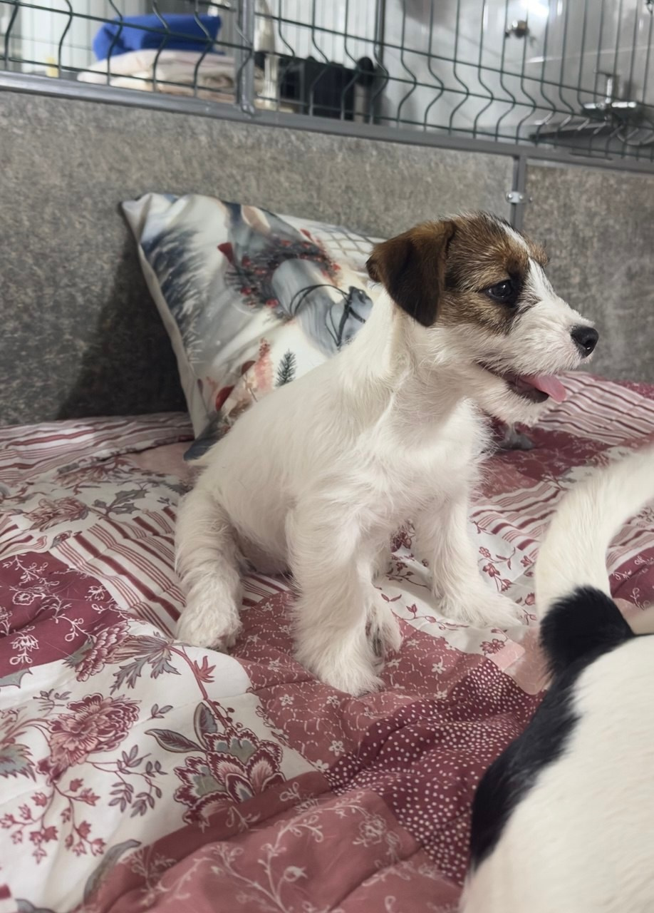 BELIEVE ME. Lovely Orange kennel Jack Russell Terrier FCI/RKF