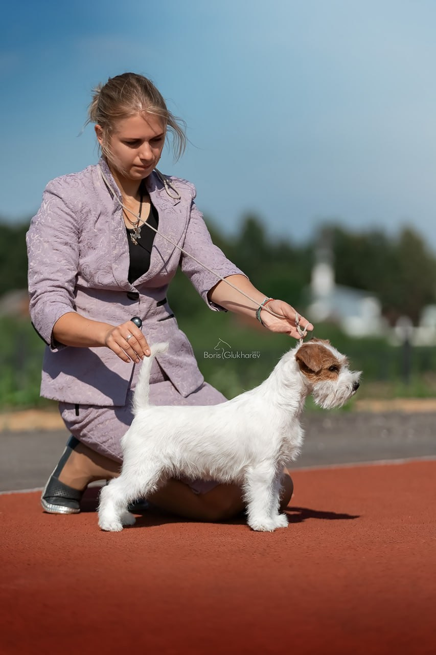 Lovely-Orange Alexandra. Lovely-Orange питомник джек рассел терьеров