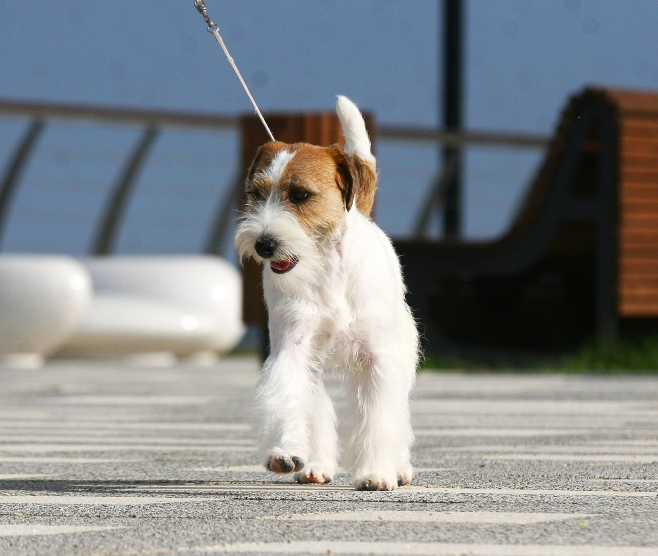 Lovely-Orange Escada. Lovely Orange kennel Jack Russell Terrier FCI/RKF