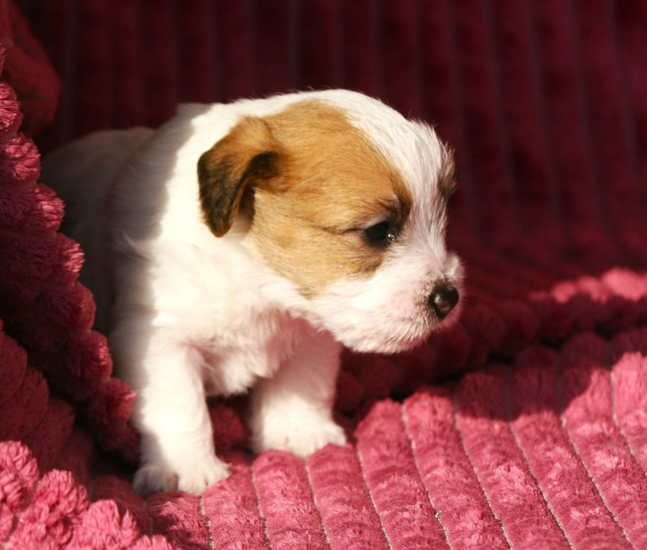 Кобель. Lovely-Orange питомник джек рассел терьеров