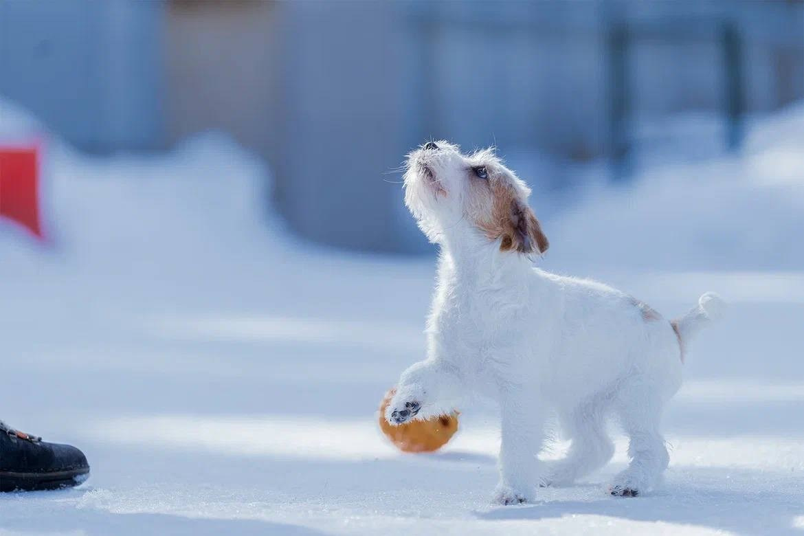 Сука 5. Lovely-Orange питомник джек рассел терьеров