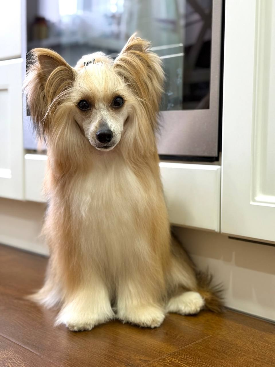 Poale Ell Veles. Chinese Crested Dog Kennel Poale Ell