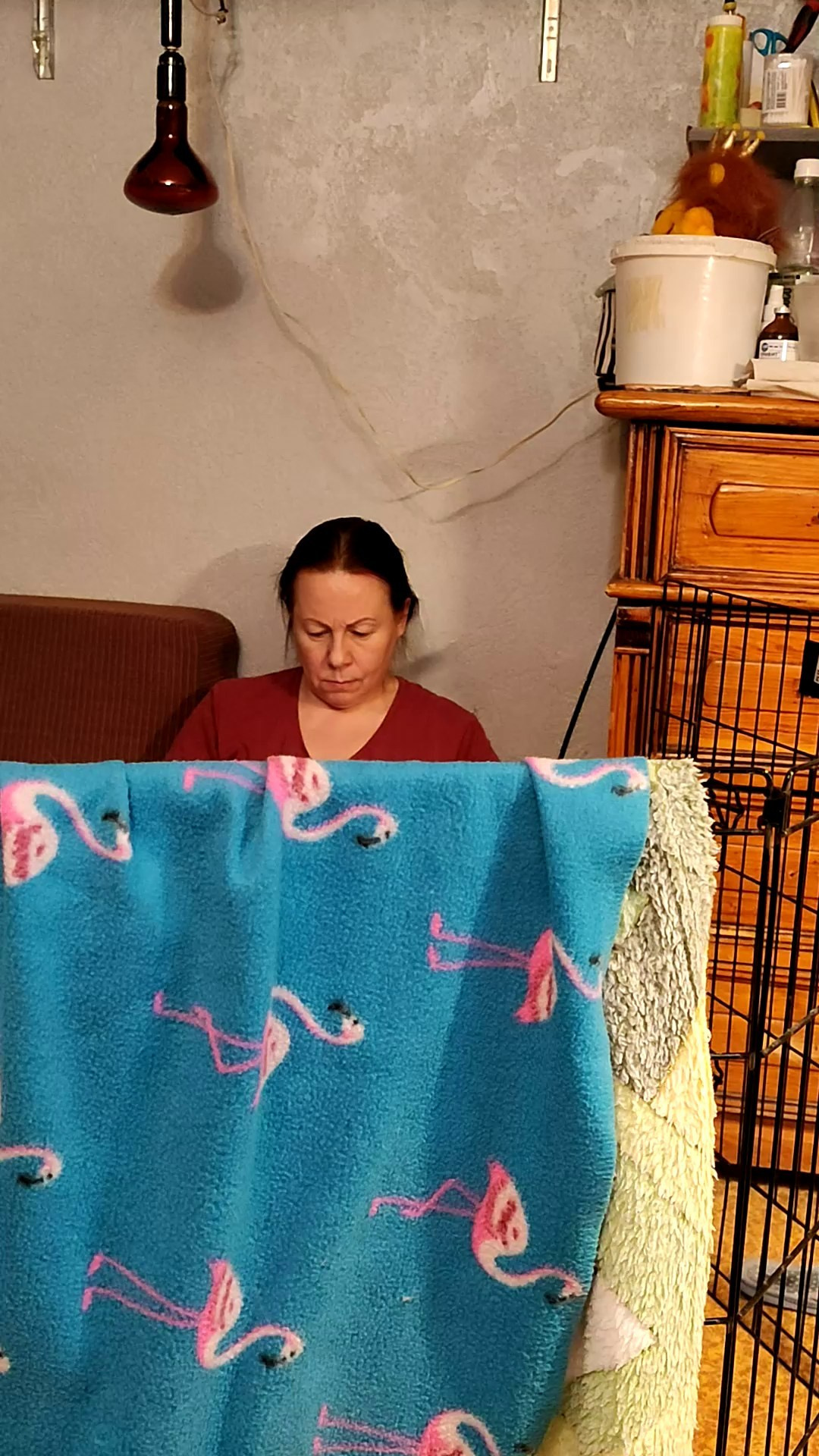 2 года помету V!. Питомник китайских хохлатых собак Poale Ell: купить щенка в питомнике