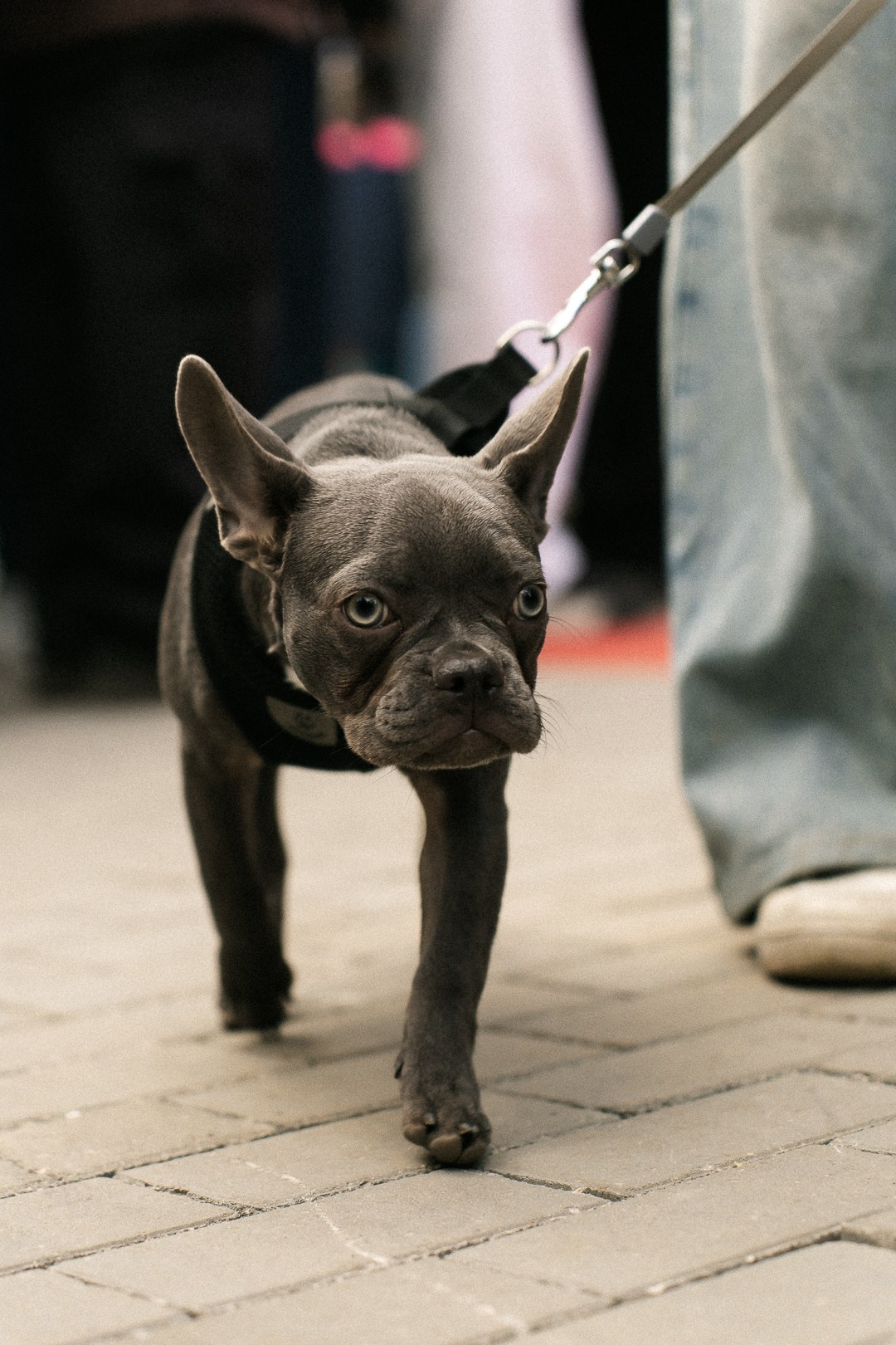 Парад Бульдогов. Axenov_eugene