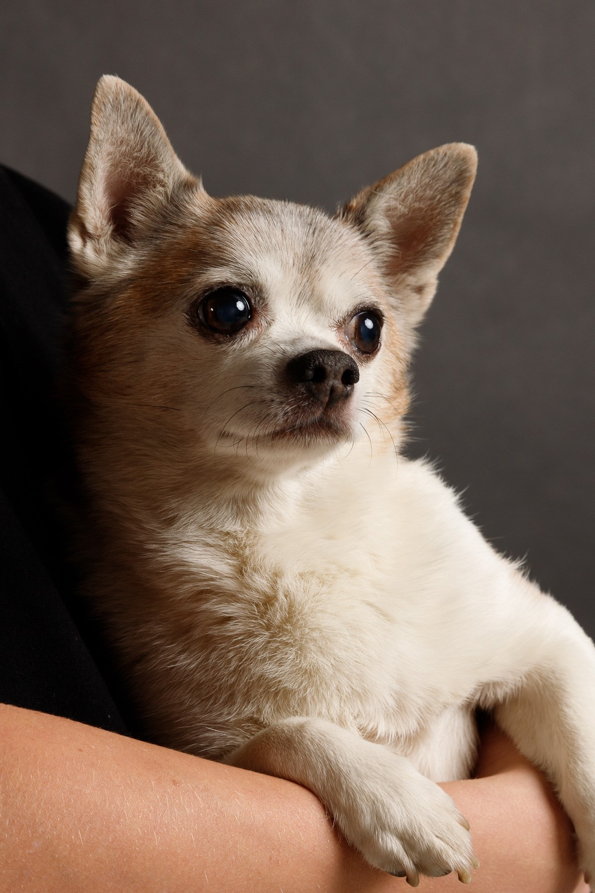 Семейная новогодняя. Счастливый фотограф Елена Лелявочка Санкт-Петербург