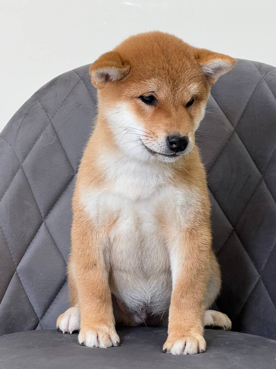 сиба питомник Рубилайт щенки на продажу rubylight  сиба щенки купить СПб Санкт-Петербург 