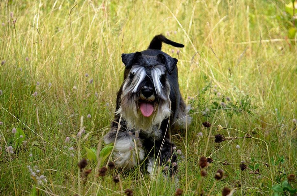 Леля/Asson Ari Unara Valeri. Питомник цвергшнауцеров в Беларуси «Делинсо Бэлэнс»