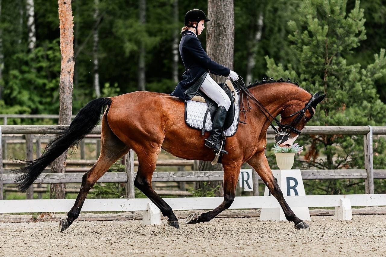 Третий этап КУБКА КСК «АЛМАЗОВО» по ВЫЕЗДКЕ. Конный фотограф Куракина Дарья • Фотосессии с лошадьми
