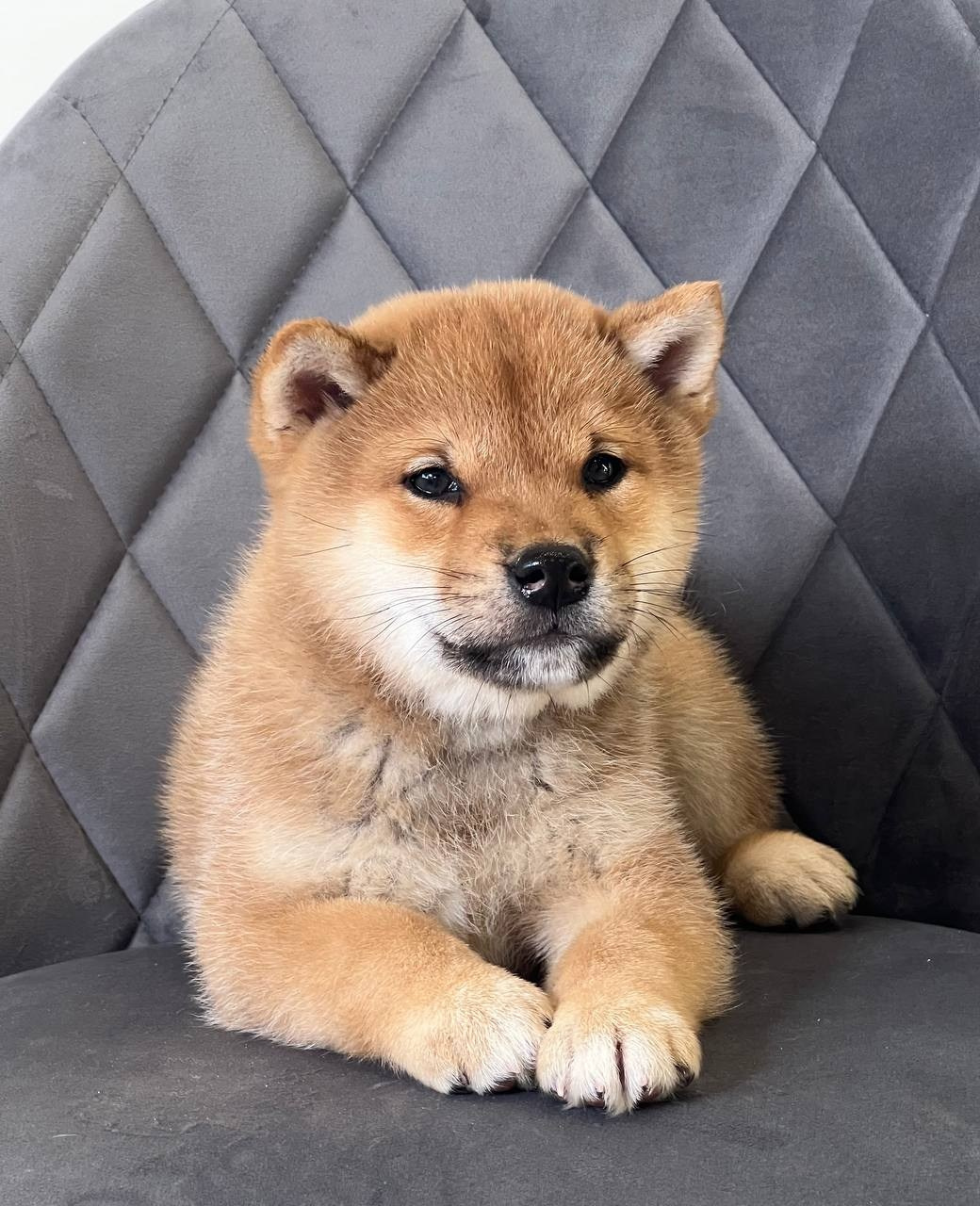 сиба питомник Рубилайт щенки на продажу rubylight  сиба щенки купить СПб Санкт-Петербург 