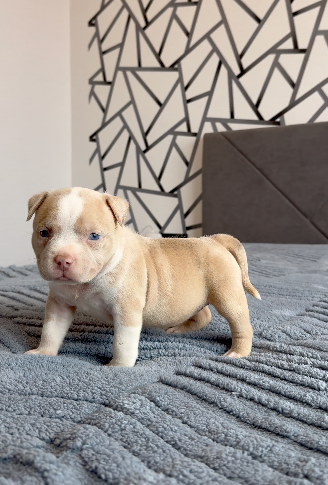 Свободные щенки Американский Булли, в типах покет, классик, стандарт. Американский Булли в г. Ростов-на-Дону. Питомник THE POWER OF SIBERIA