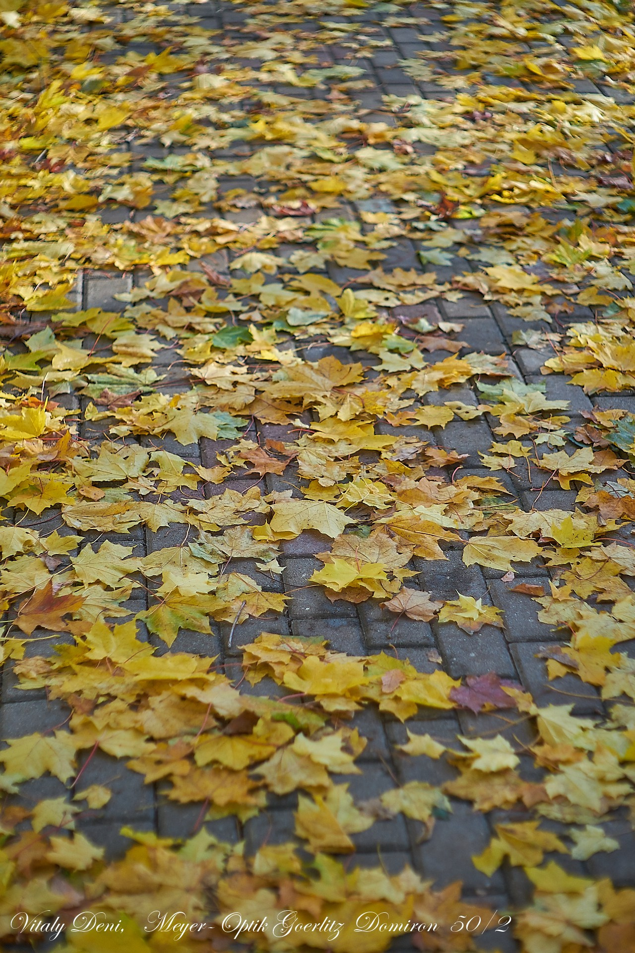 Красота осеннего парка!. Сайт фотографа Виталия Дени
