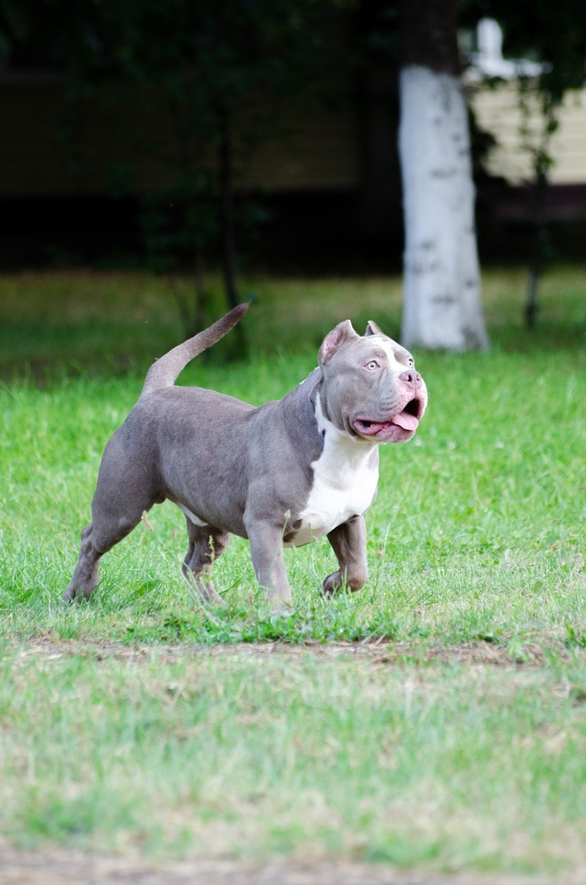 купить щенка булли стандарт в Казани