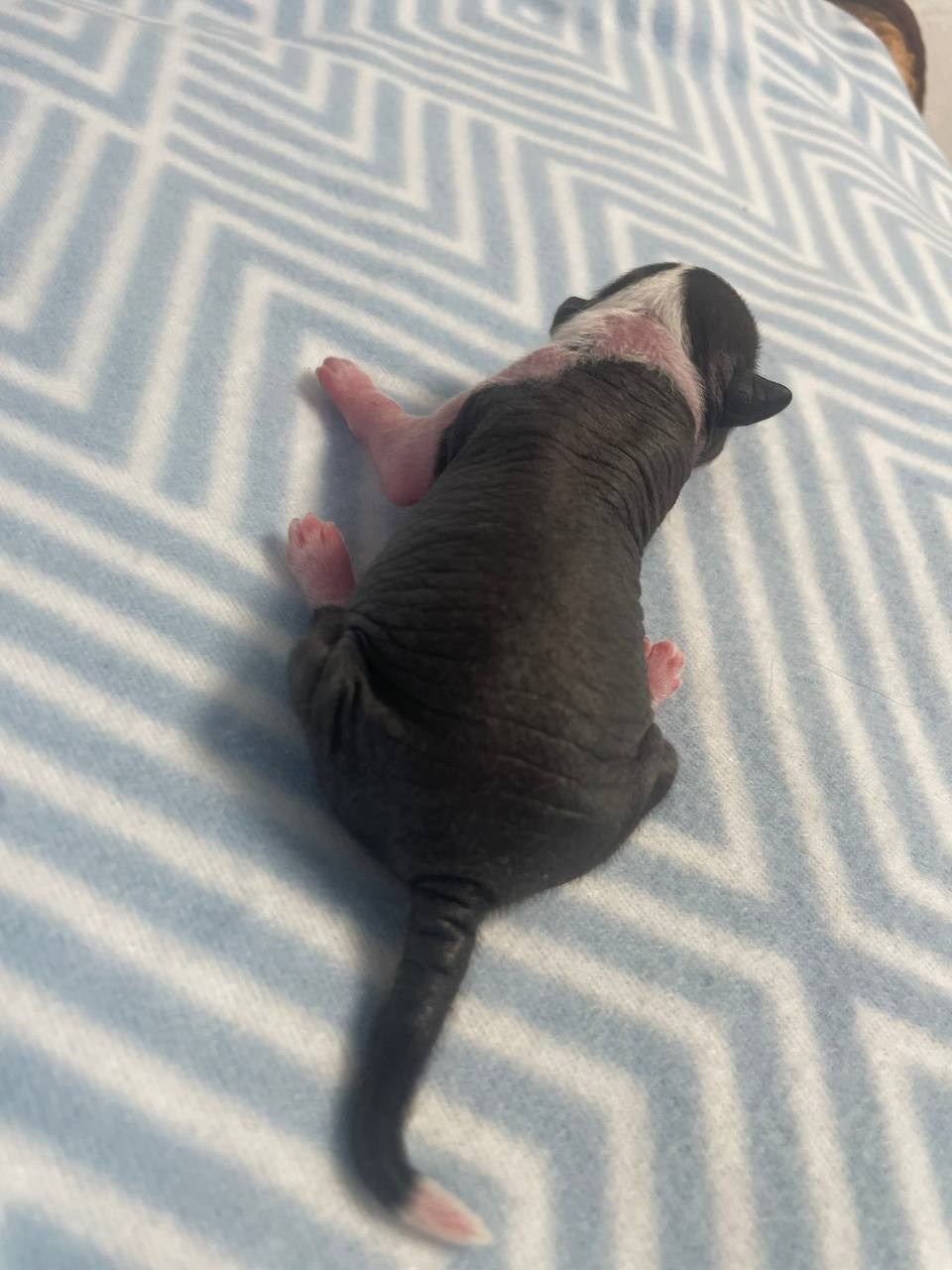 D2 День Рождения