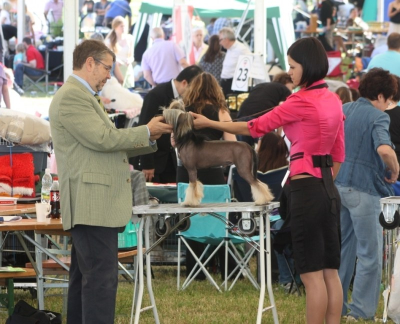 Нерону (Zlato Dinastii Neron) — 14 лет. Поздравляем тебя, наш знаменитый папа!. Питомник китайских хохлатых собак Poale Ell: купить щенка