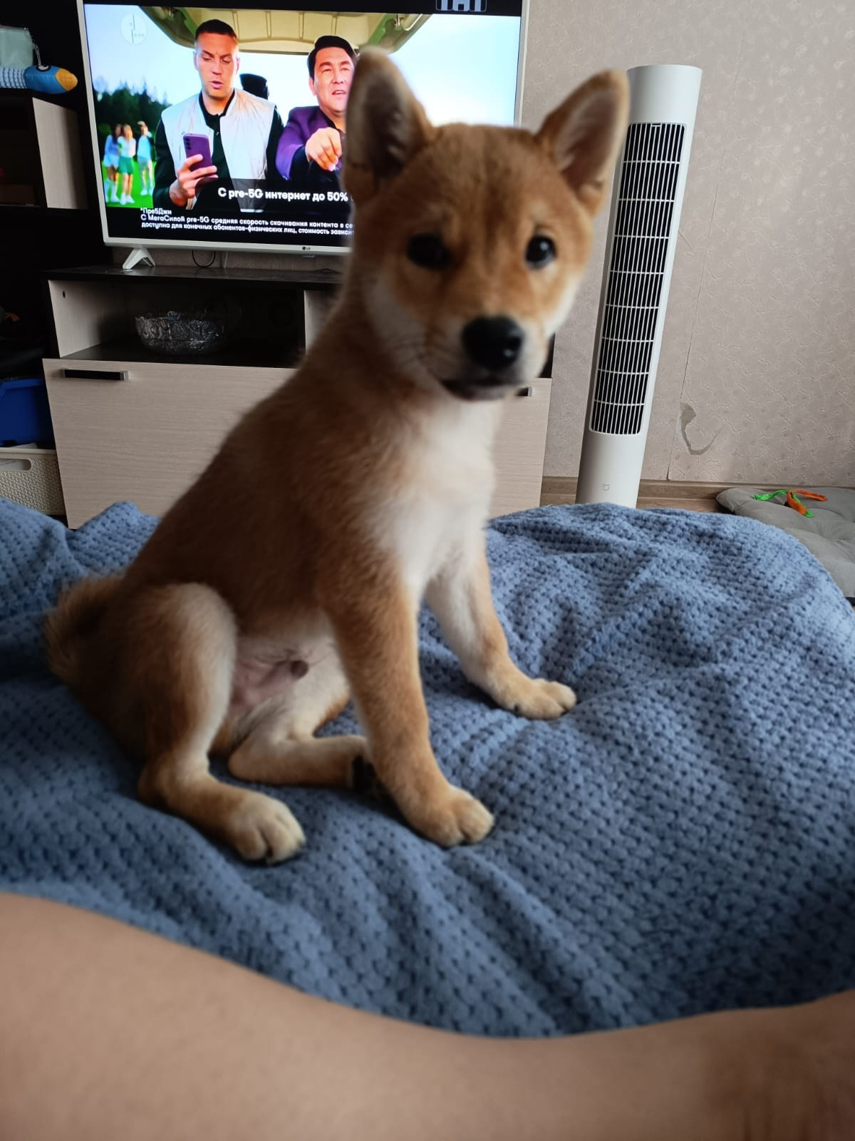 Сиба Rubylight Germes питомник Рубилайт