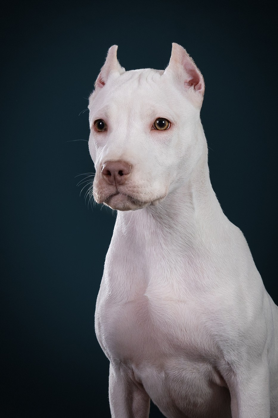 Небольшой отчёт о том, как прошли студиные фото дни. Фотограф-анималист Natalia Deingel | Фотосъемка собак в Москве