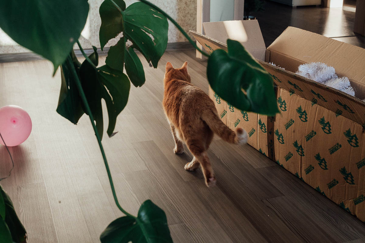 Семейный новый год. Семейный и свадебный фотограф в Москве Жнякина Юлия