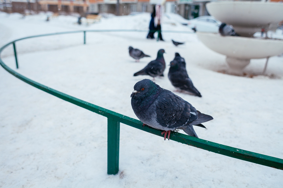 Сеситрички-лисички. Семейный и свадебный фотограф в Москве Жнякина Юлия