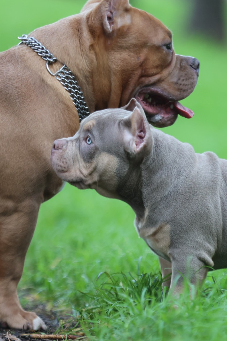 Фотосессия Коди и Кинга!. Фотограф 📸 семейный, предметный, репортажный
