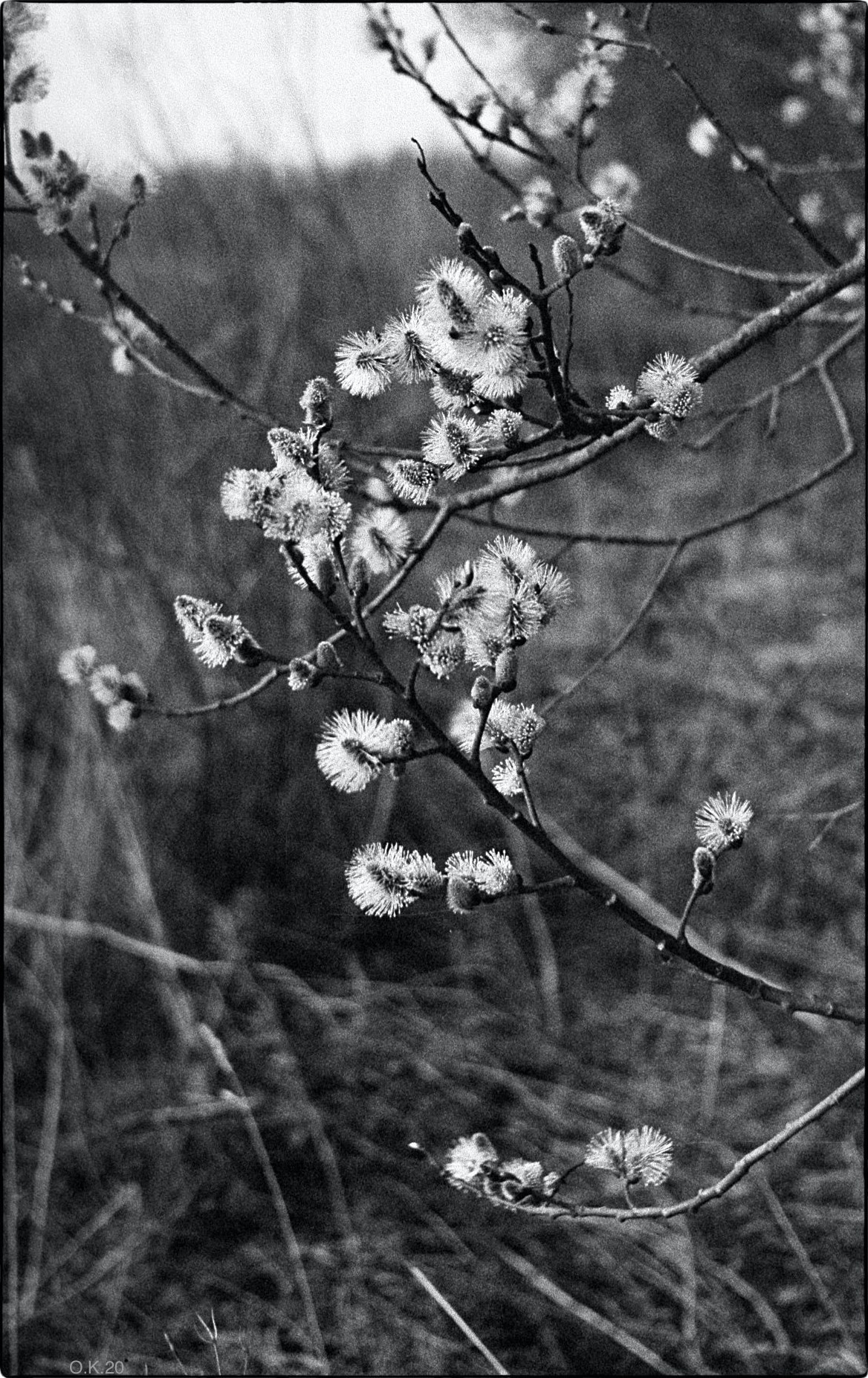 Пленочная фотография Олег Кузнецов. Artkapella|Олег Кузнецов