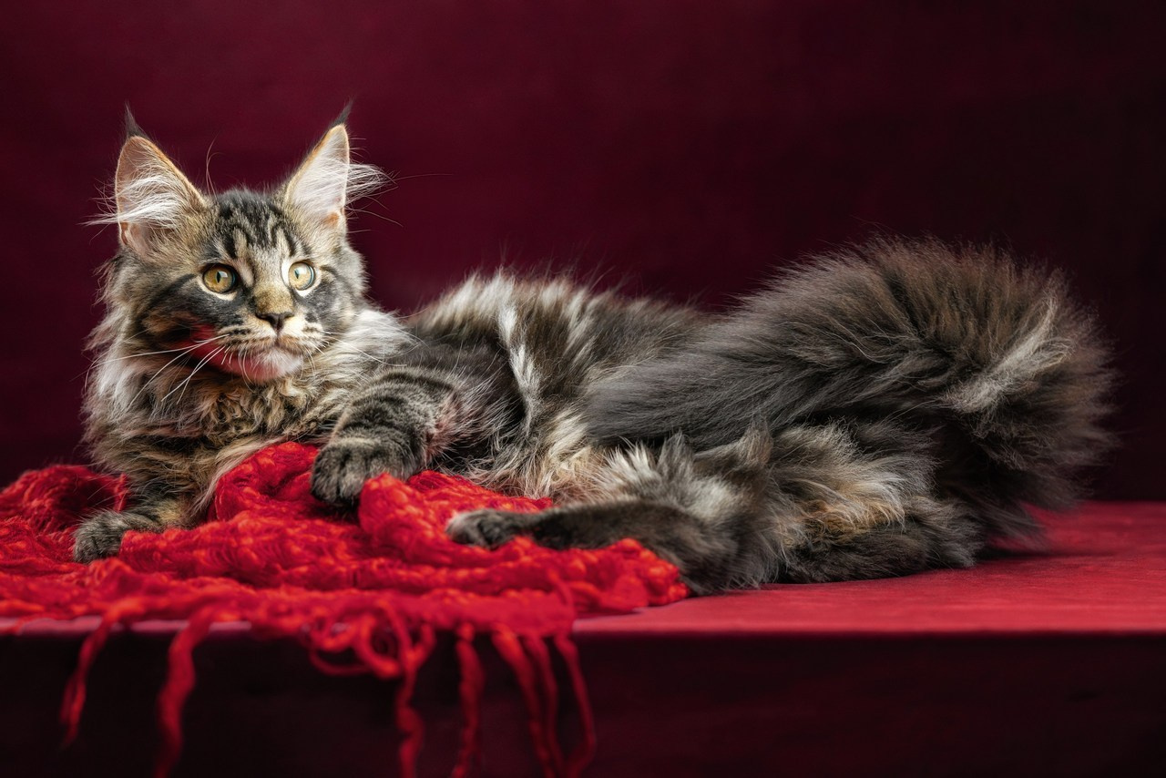 Отзывы. Фотограф-анималист Юлия Зубкова