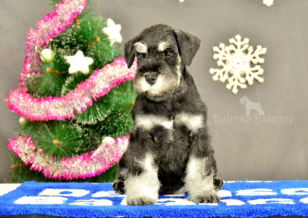 Делинсо Бэлэнс Ямира Лоис💛