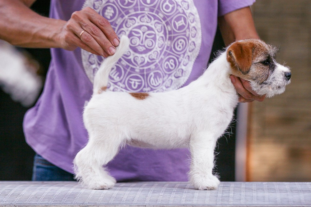 Джек рассел терьер купить.