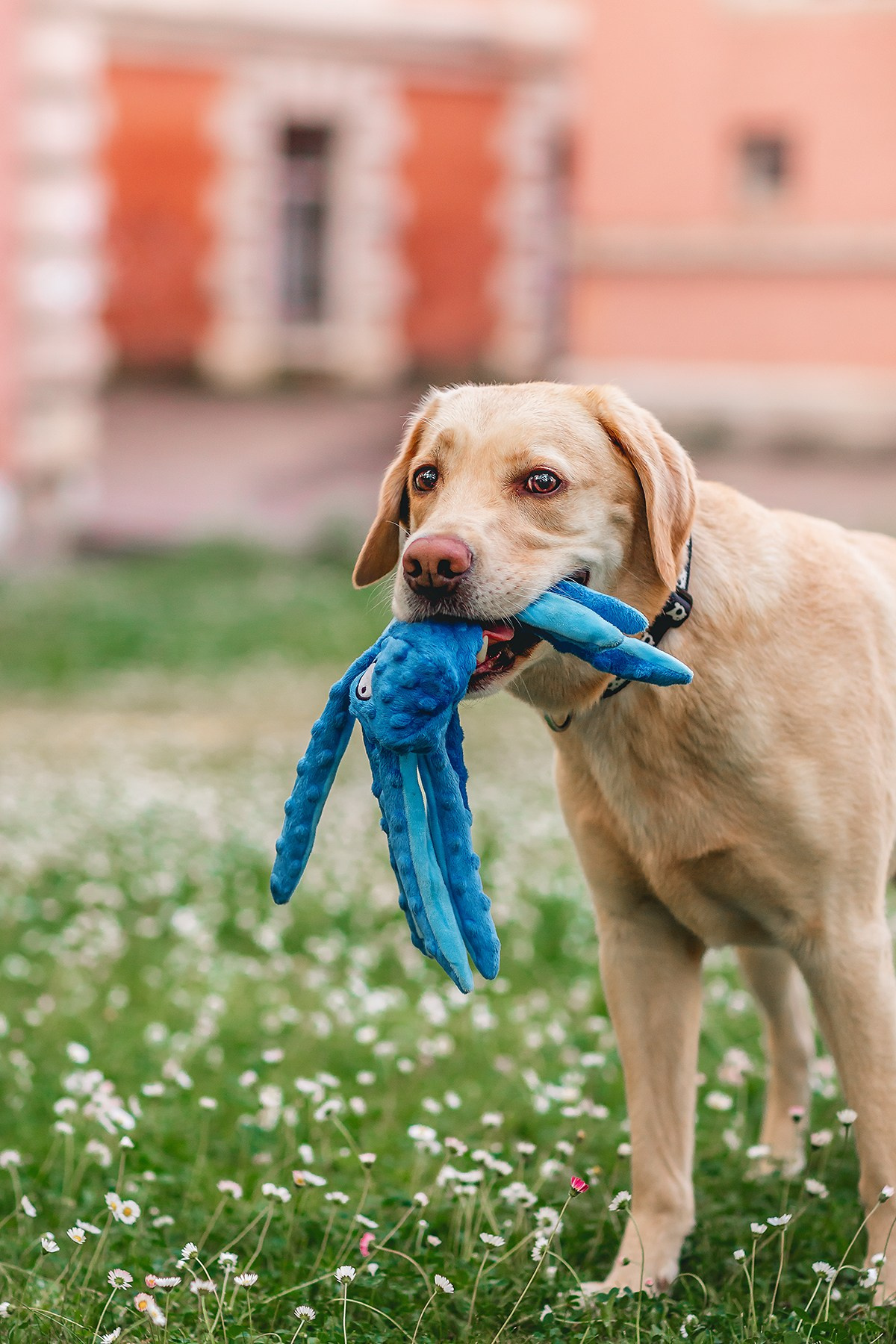 Костик, Валерия и Сергей. Семейный фотограф анималист Мария Крючкова