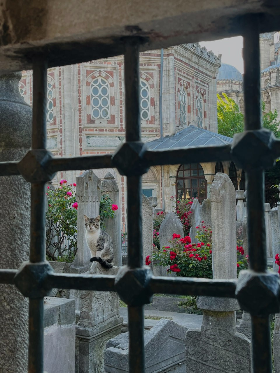 Istanbul, Turkey. Photographer Alina Skitovich