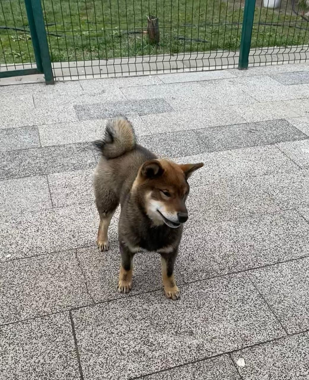 Шаман (сезам) * Шу_ Шаолинь Цукан. AMERICAN AKITA RUBYLIGHT KENNEL I SHIBA-INU