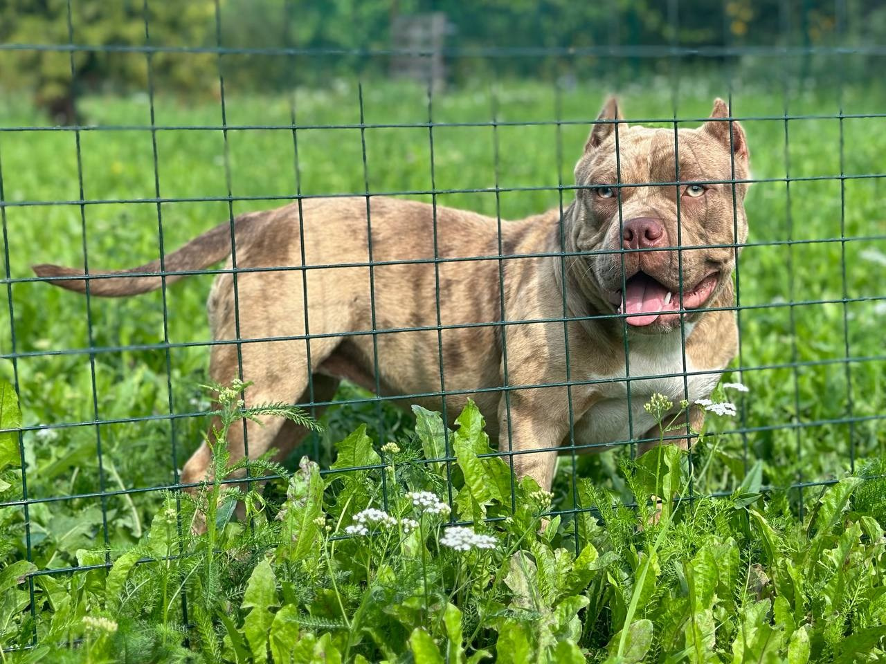 Sunshine Girl. Питомник американских булли Bounty Pride Bully