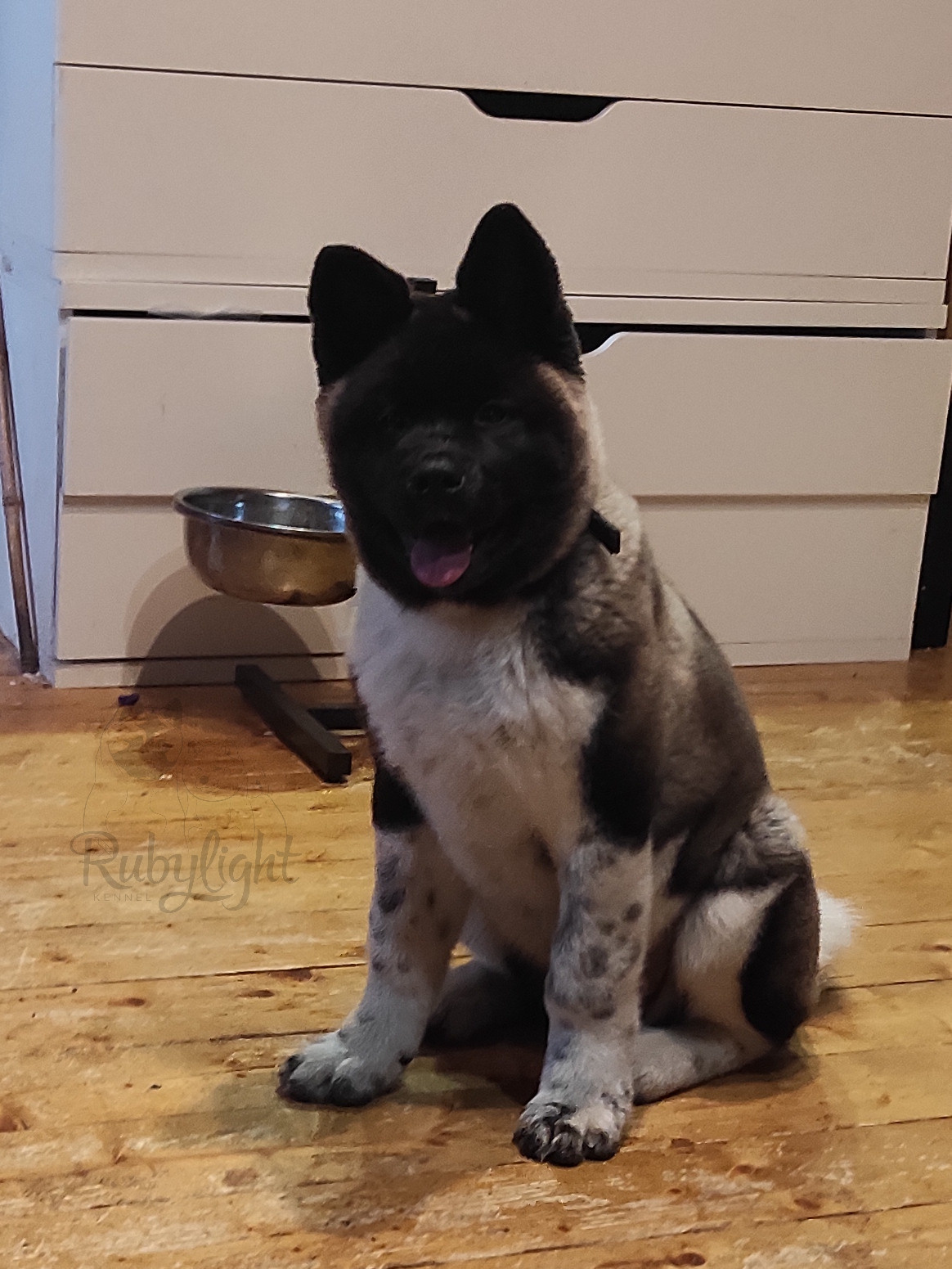 GLORIOUS LION MERCEDES * Шуга , Американская акита Санкт-Петербург, питомник RUBYLIGHT