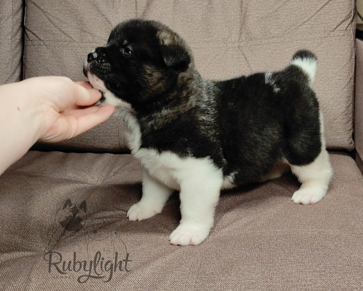 Американская акита Rubylight Sweet dream (RUBYLIGHT BIYA & Dilinze's Hause Orion)
