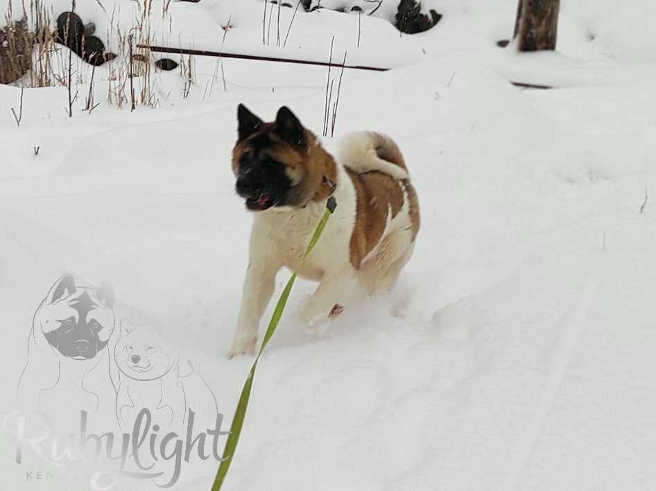 RUBYLIGHT BIYA * Бия , Американская акита Санкт-Петербург, питомник RUBYLIGHT