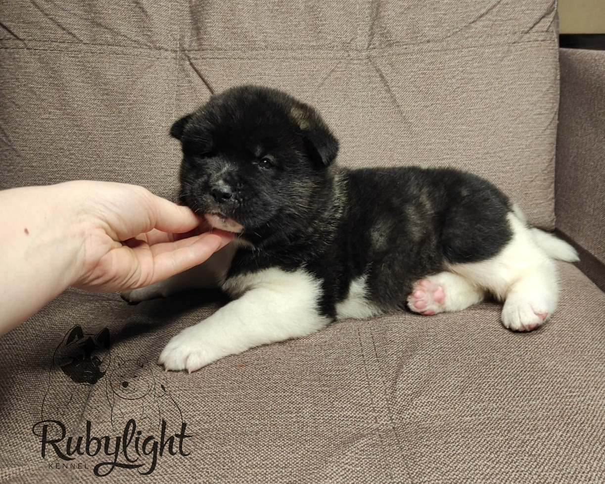 Американская акита Rubylight Sweet dream (RUBYLIGHT BIYA & Dilinze's Hause Orion)