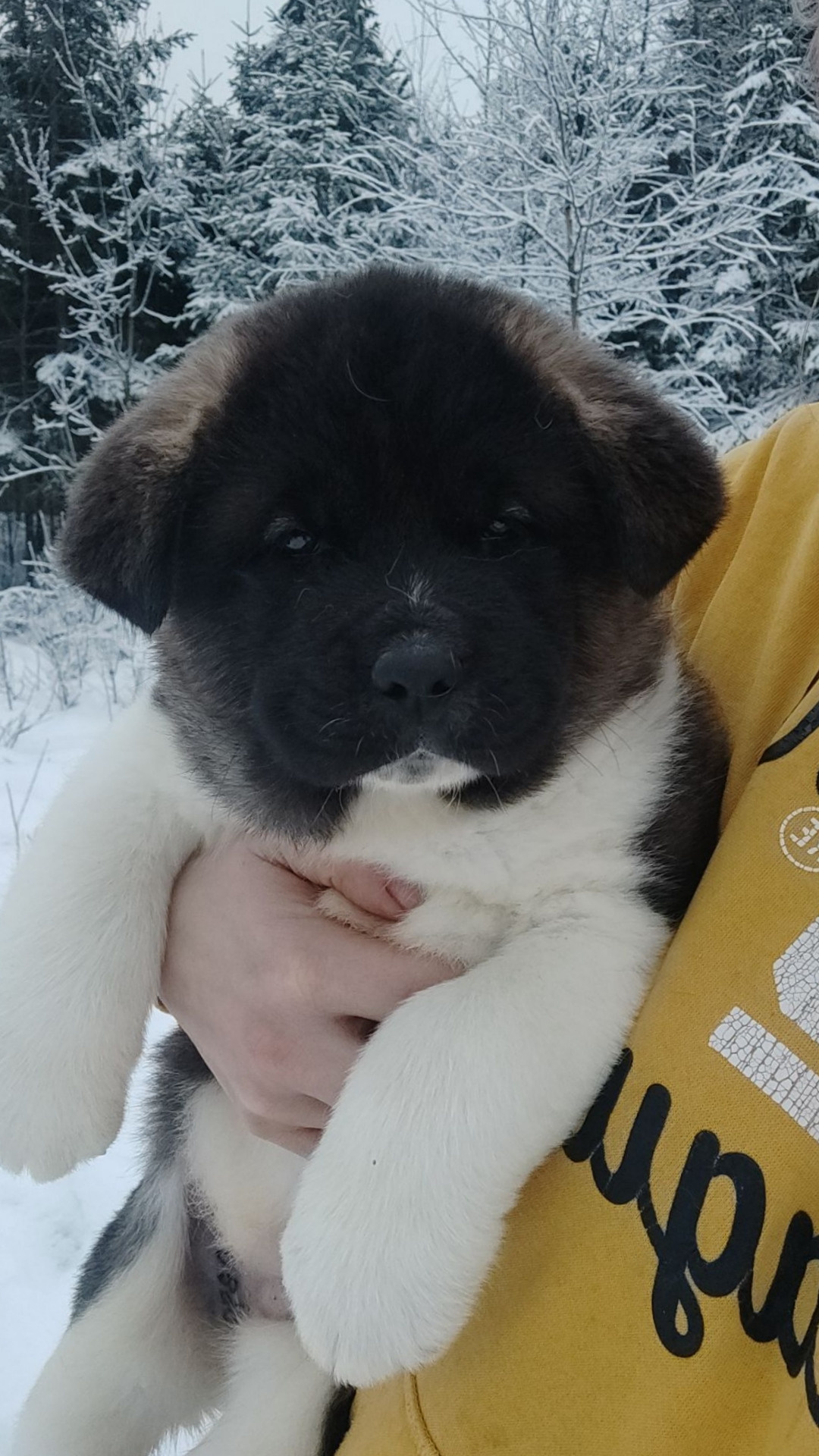 Американская акита Rubylight Sweet dream (RUBYLIGHT BIYA & Dilinze's Hause Orion)