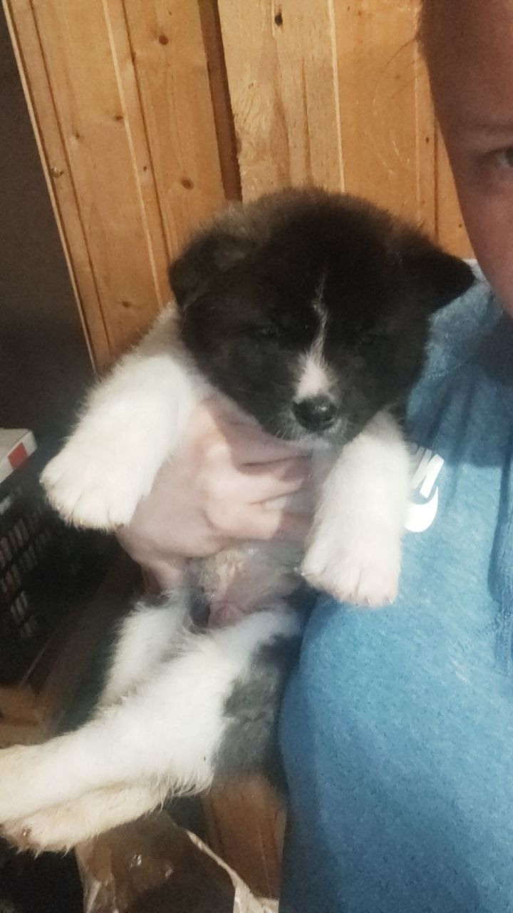 Rubylight Surprise everyone * Саня