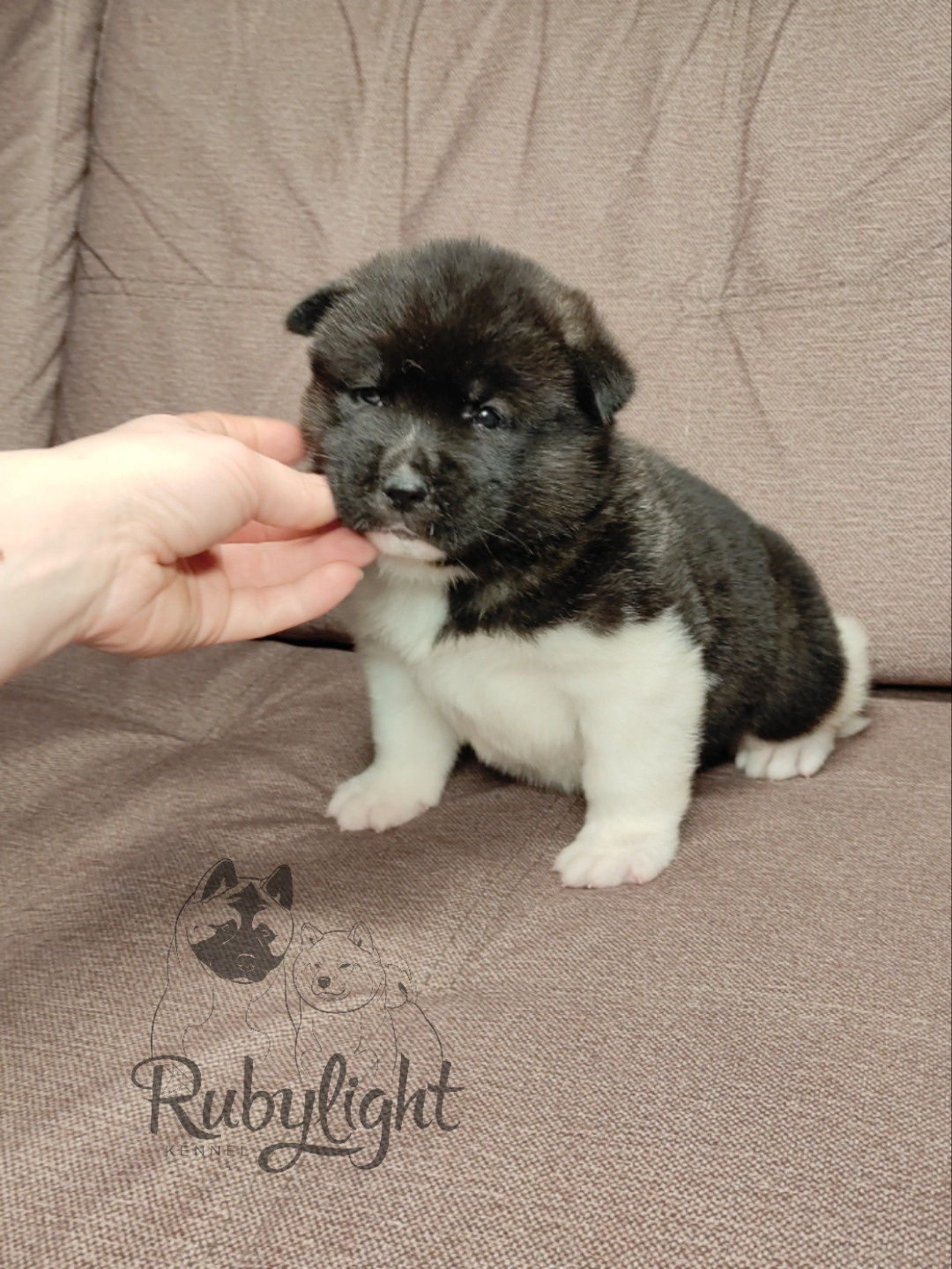 Американская акита Rubylight Sweet dream (RUBYLIGHT BIYA & Dilinze's Hause Orion)