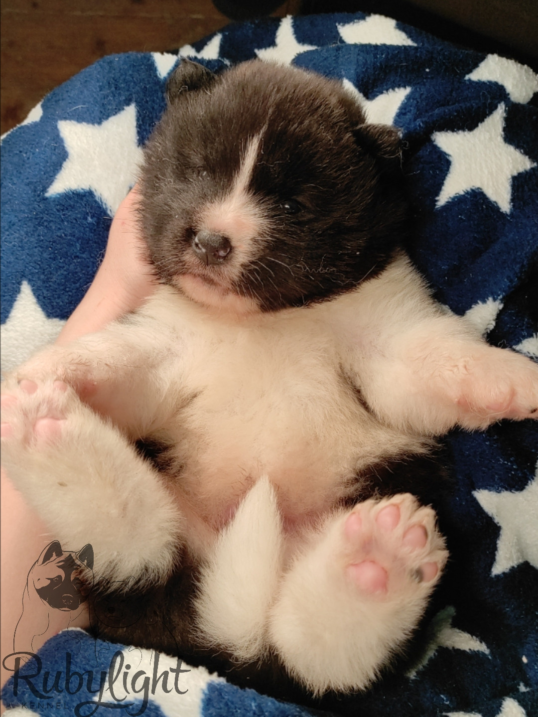 Rubylight Surprise everyone * Саня