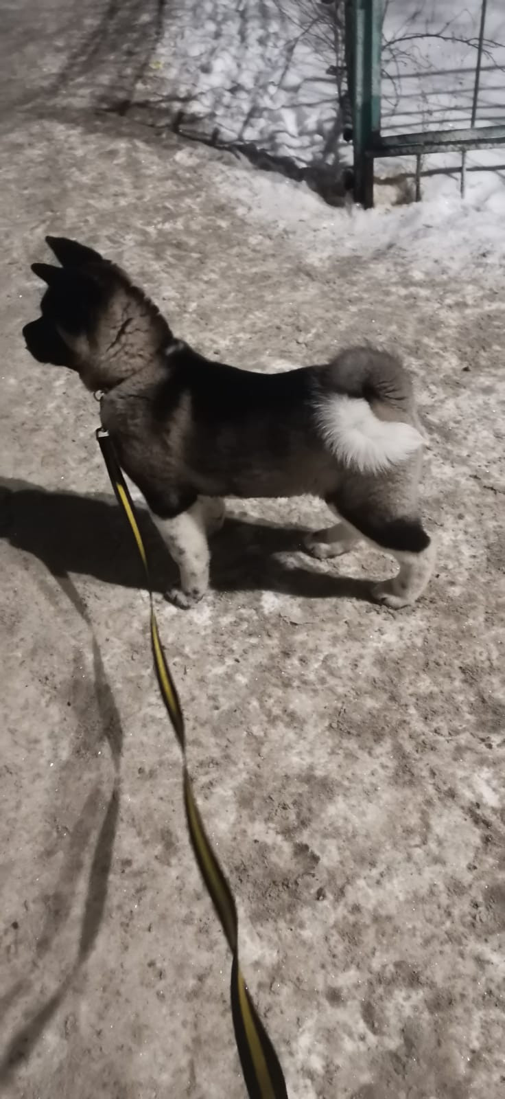 GLORIOUS LION MERCEDES * Шуга , Американская акита Санкт-Петербург, питомник RUBYLIGHT