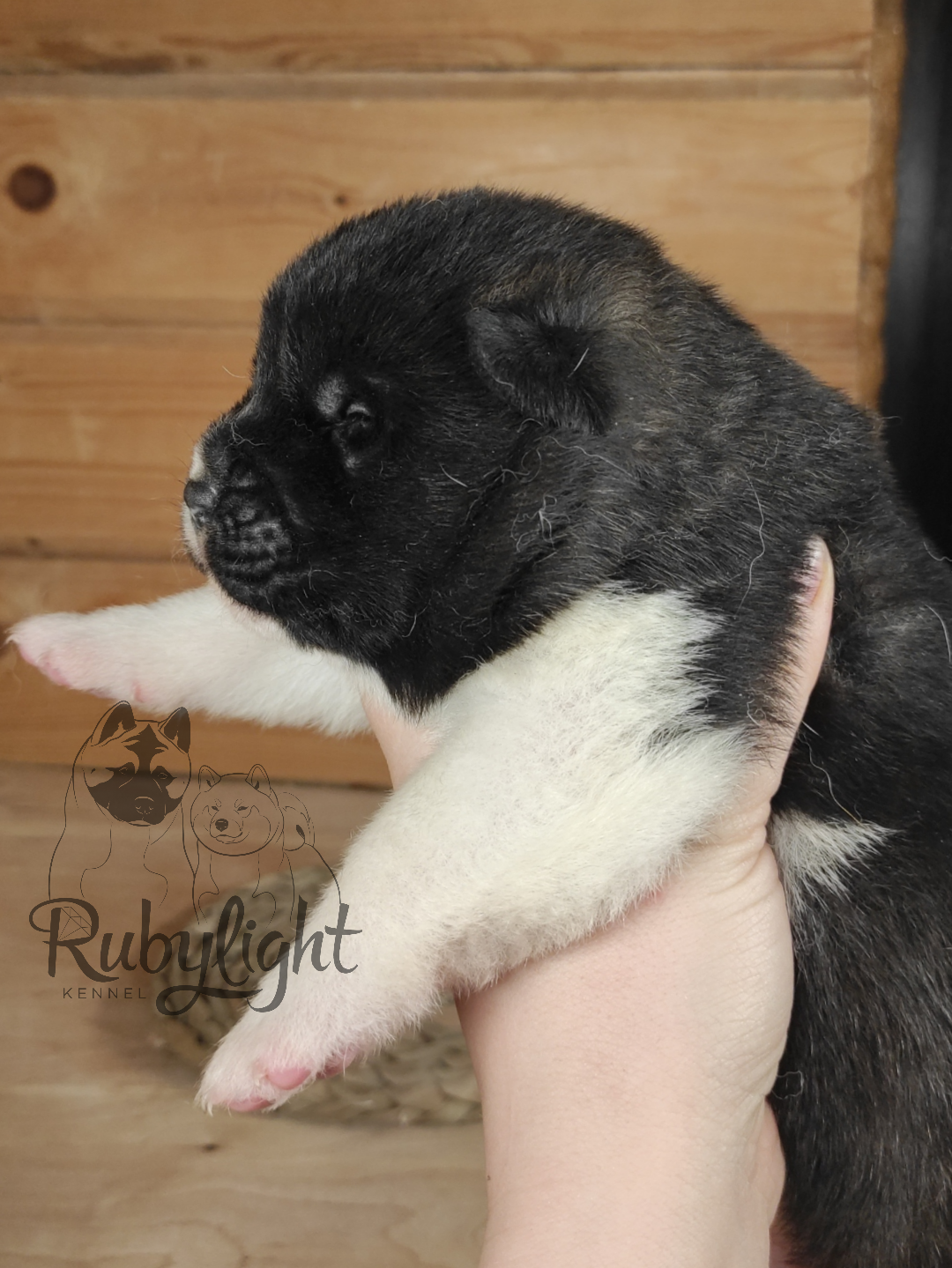 Американская акита Rubylight Sweet dream (RUBYLIGHT BIYA & Dilinze's Hause Orion)